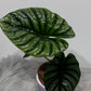 Alocasia Nebula