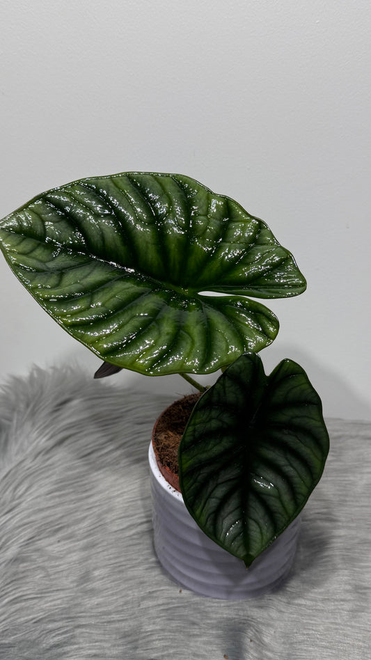 Alocasia Nebula