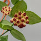 Hoya Polyneura