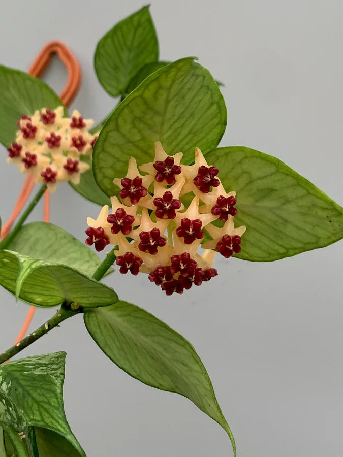 Hoya Polyneura