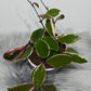 Hoya carnosa Flamingo dream - www.augi-plants.lv