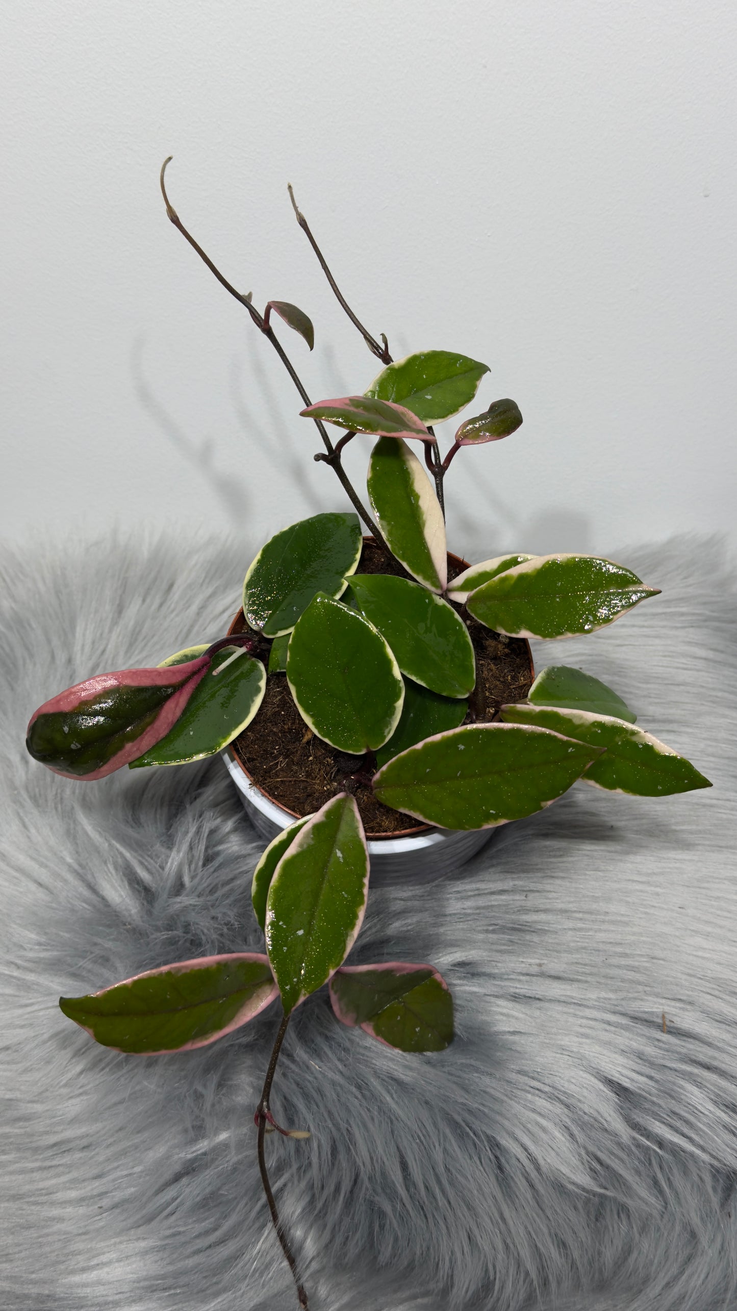 Hoya carnosa Flamingo dream - www.augi-plants.lv