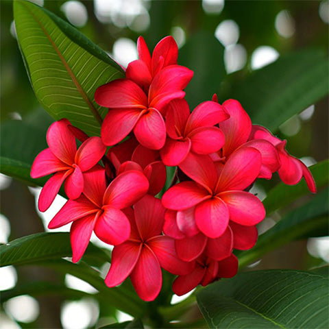 Plumeria Rubra Hawaiian 3 - www.augi-plants.lv