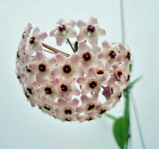 Hoya Silver Moon reverted