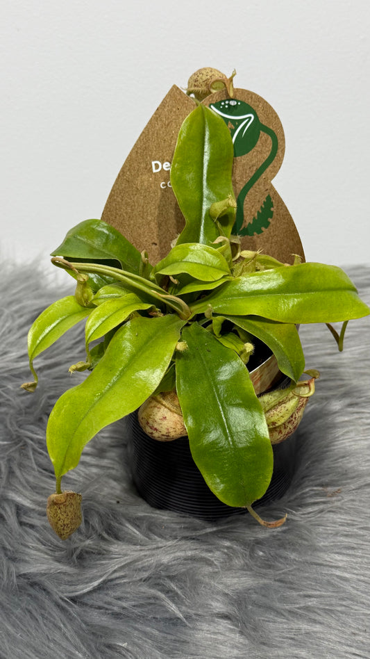 Nepenthes hookeriana