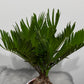 Zamia Furfuracea