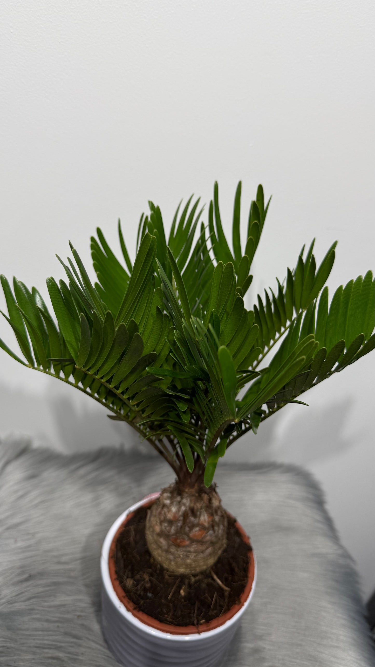 Zamia Furfuracea