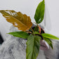 Philodendron 2
