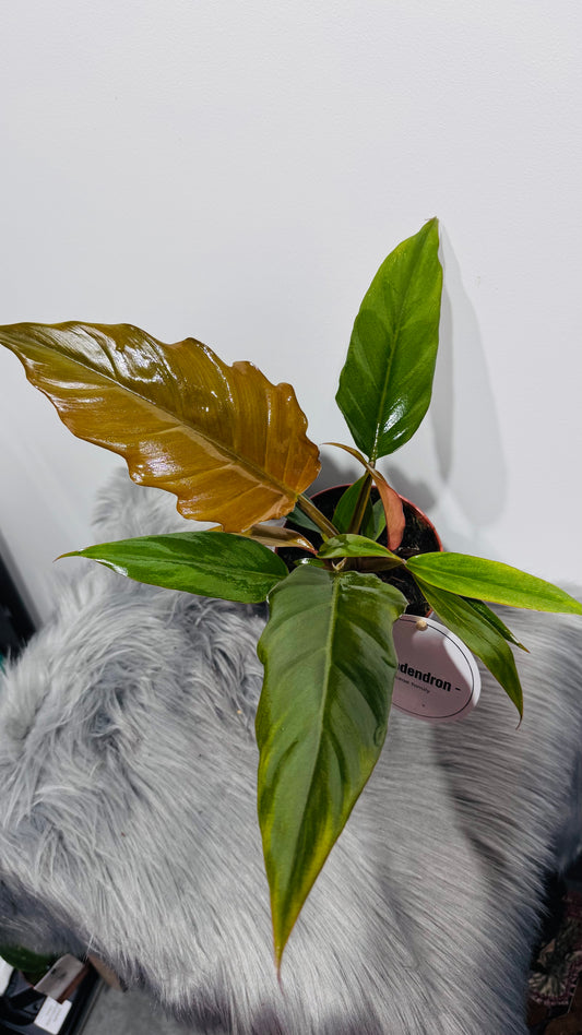Philodendron 2