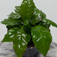 Coffea Arabica