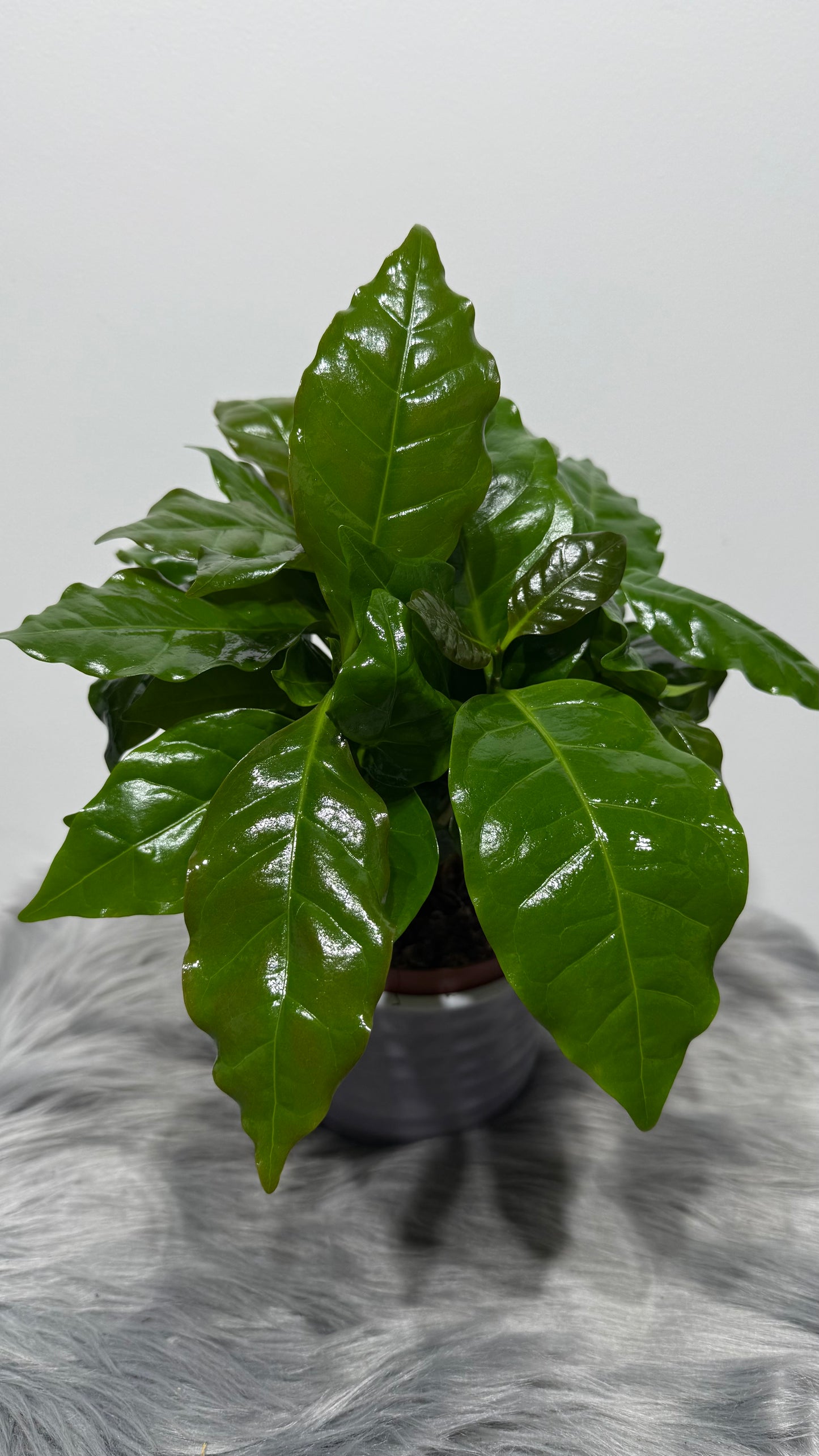 Coffea Arabica