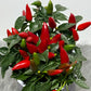 Capsicum Red