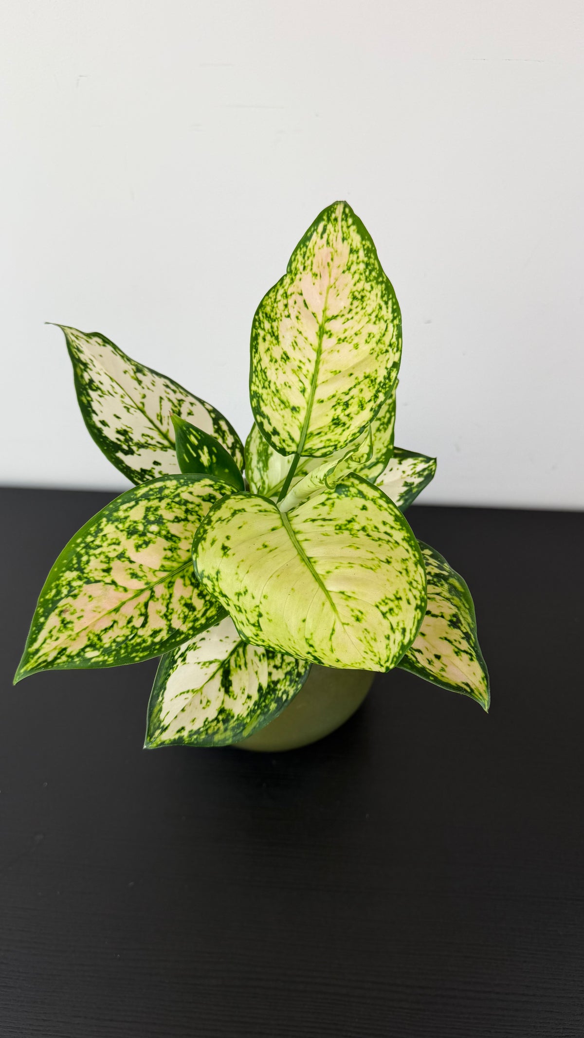 Aglaonema 7