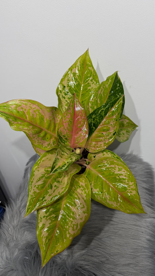 Aglaonema 10