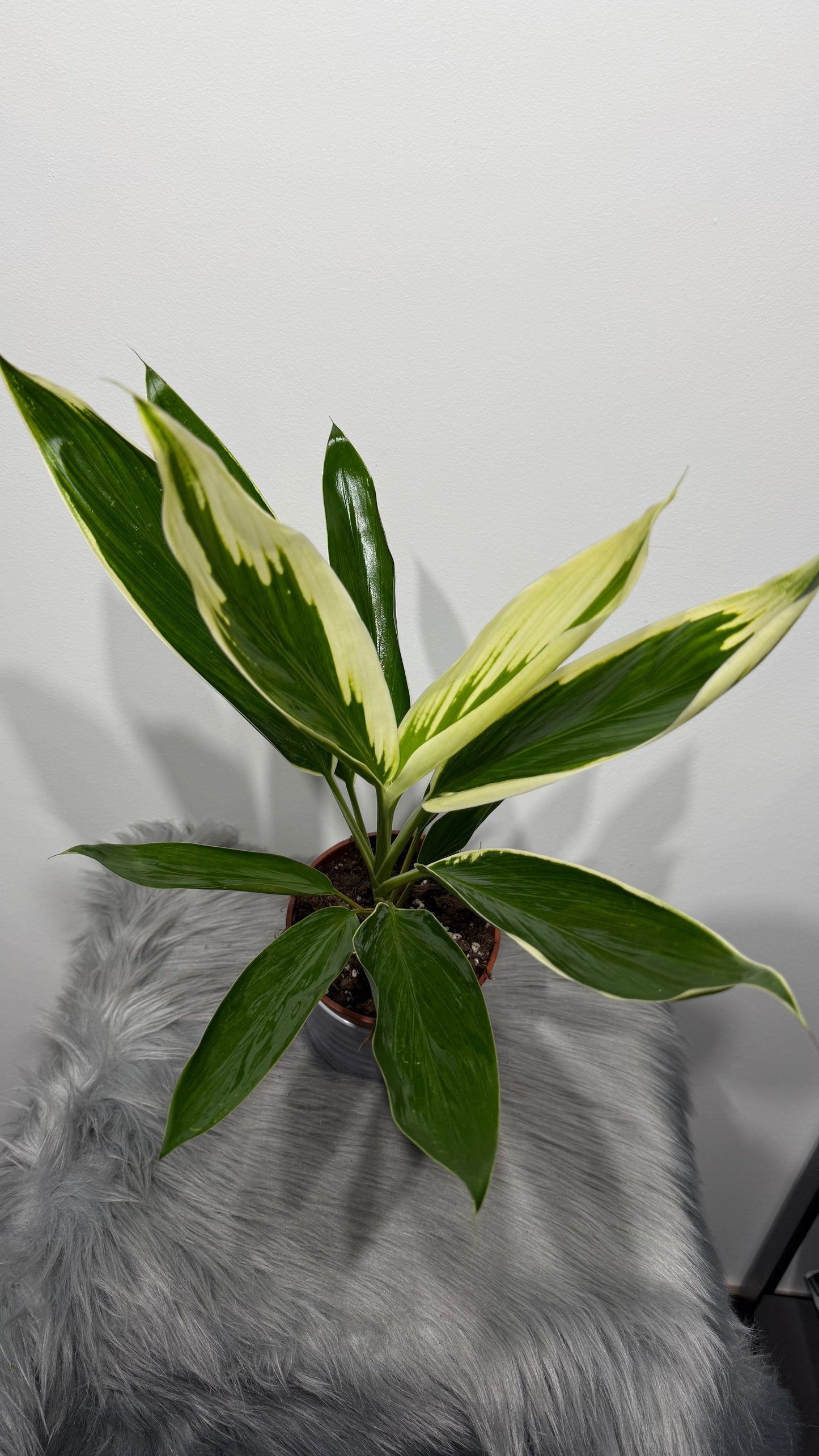 Cordyline 2