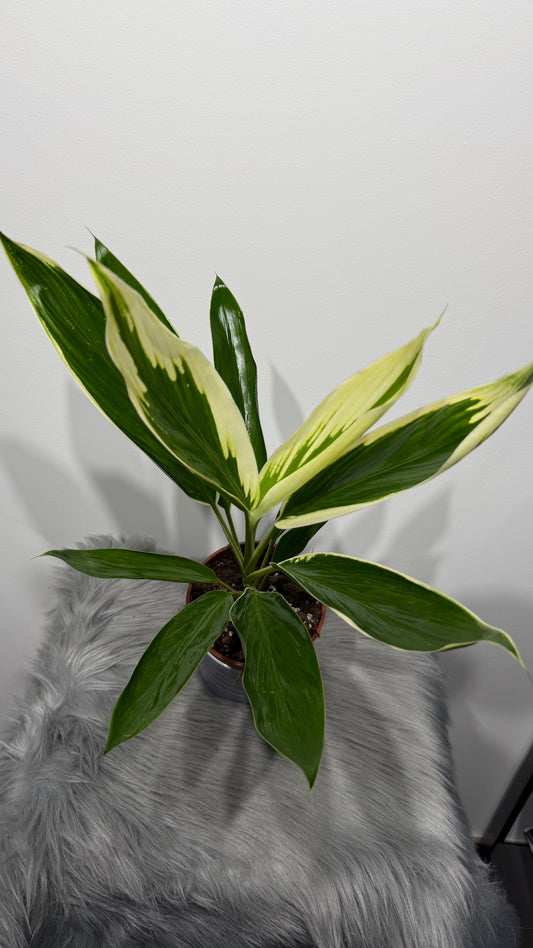 Cordyline 2