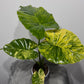 Alocasia macrorrhiza Aurea