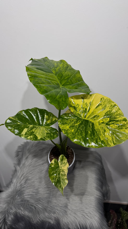 Alocasia macrorrhiza Aurea