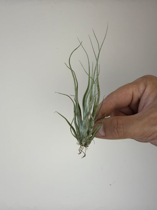 Tillandsia Air plant 14