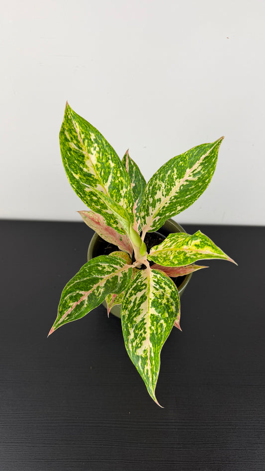 Aglaonema 6