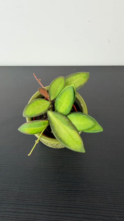 Hoya Mix