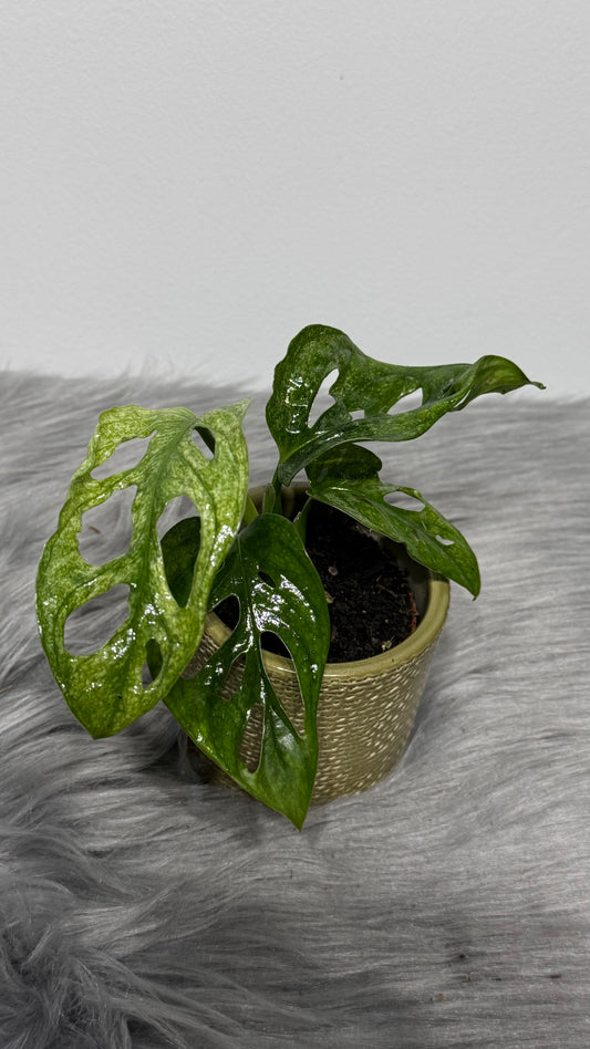 Monstera Adansonii variegata