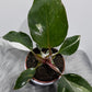 Philodendron White Knight - www.augi-plants.lv