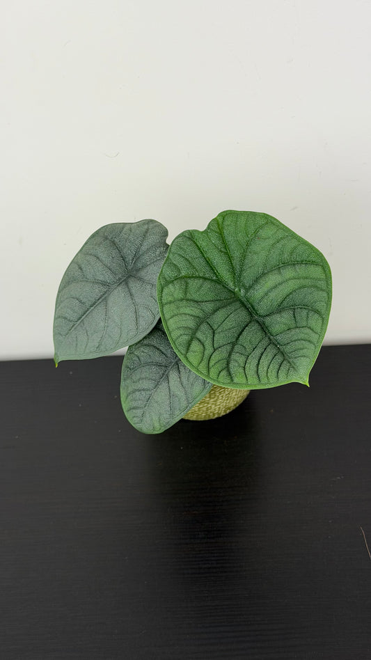 Alocasia Melo