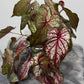 Caladium 5