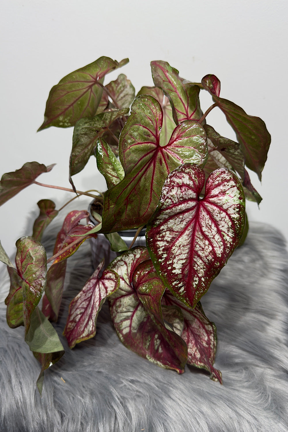 Caladium 5