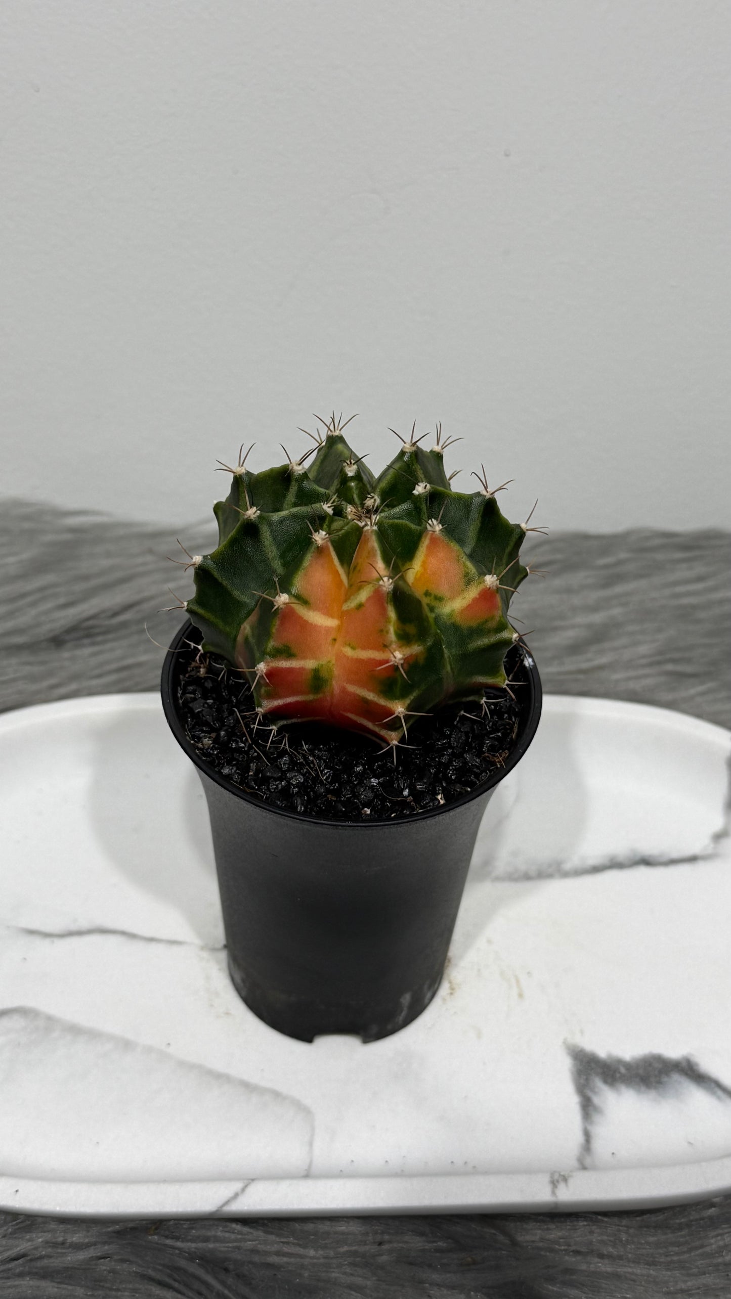 Gymnocalycium mihanovichii variegata
