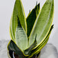 Sansevieria 5