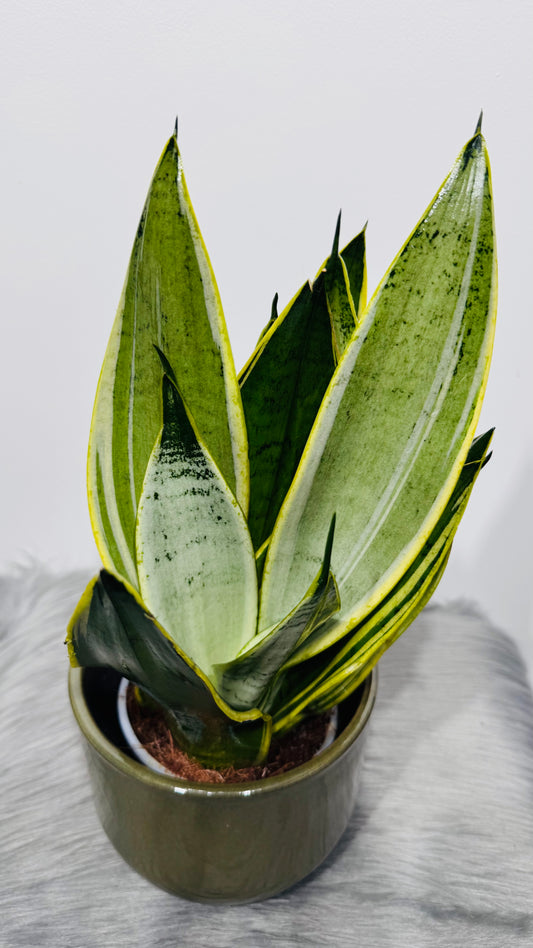 Sansevieria 5