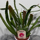 Epiphyllum Red Tip