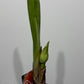 Scadoxus