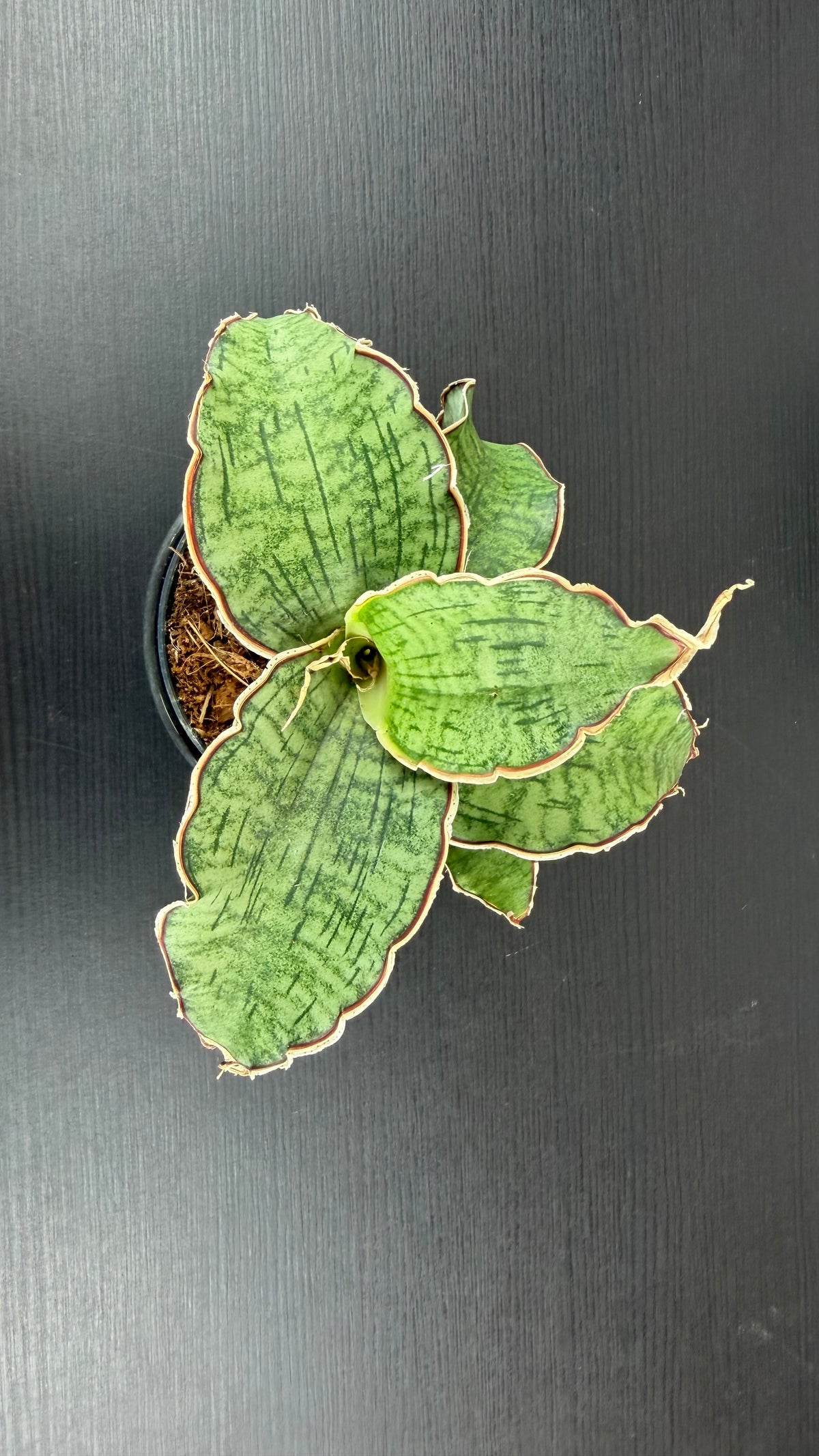 Sansevieria Kirkii Silver Blue