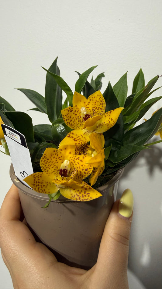 Promenaea Sunlight 3