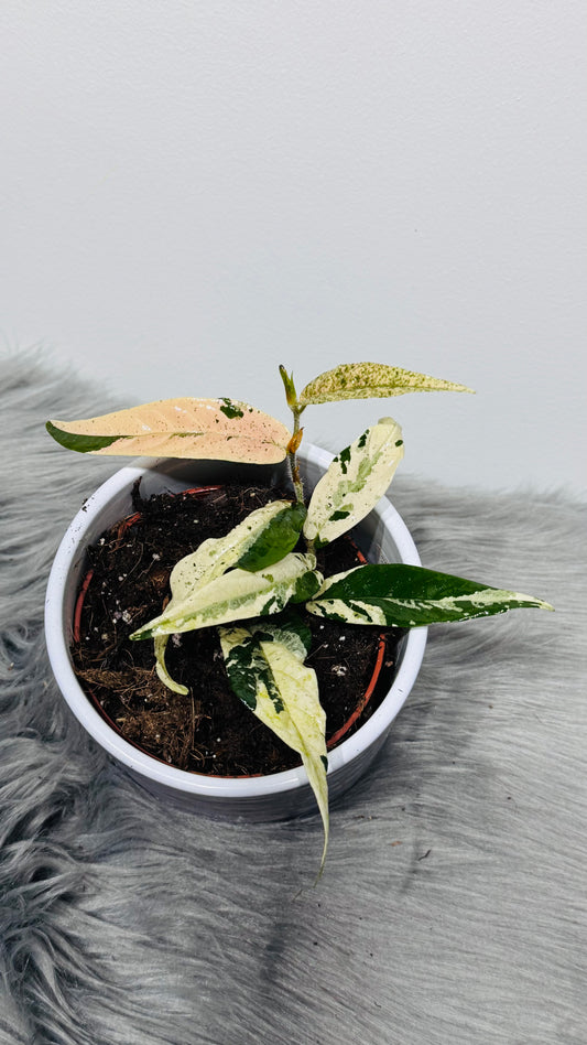 Ficus sagittata variegata