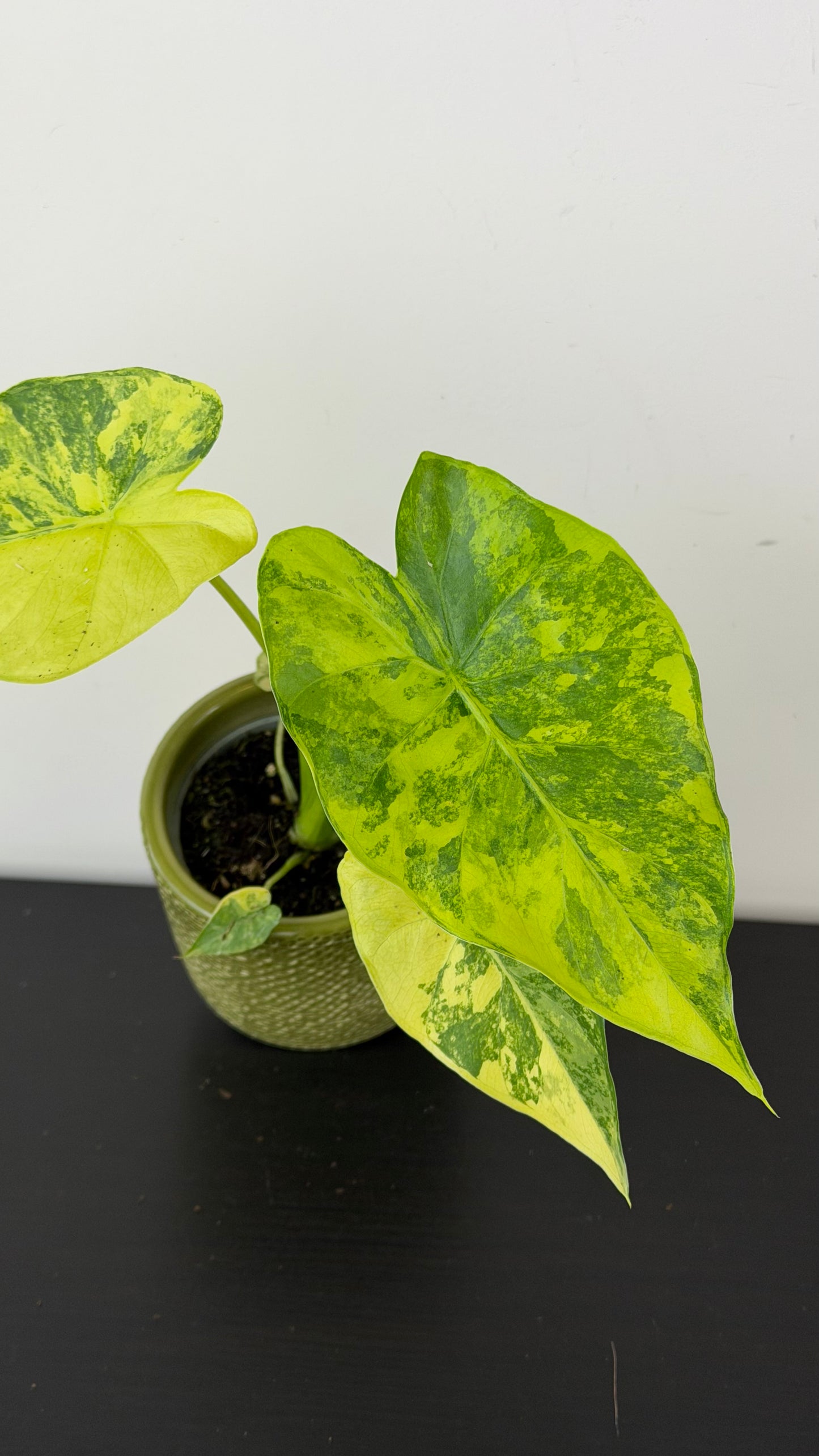 Alocasia macrorrhiza Aurea Variegata