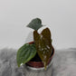 Anthurium Nigrolaminum Gigi x  Luxurians