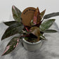 Philodendron Pink Princess Marble