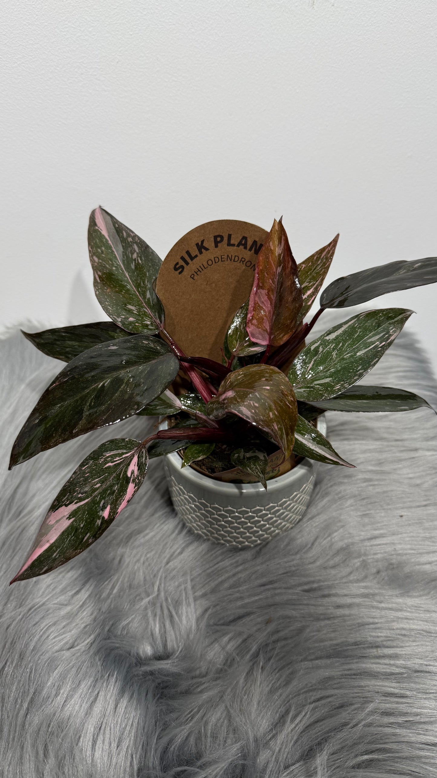 Philodendron Pink Princess Marble