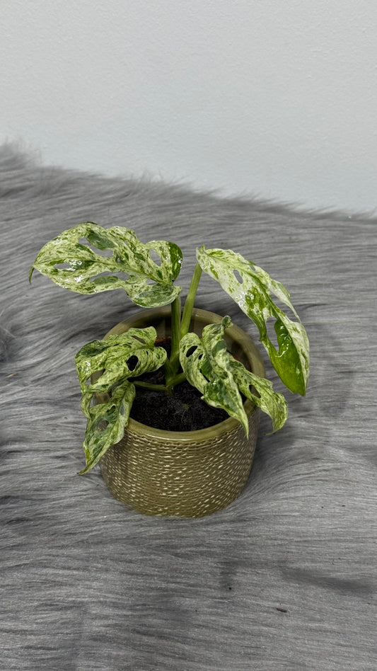 Monstera Frozen Fleckles
