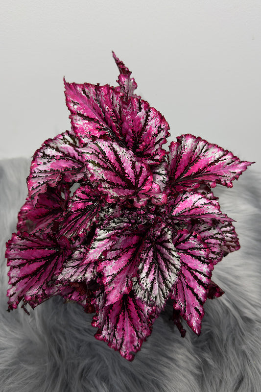 Begonia Rex 7 - www.augi-plants.lv
