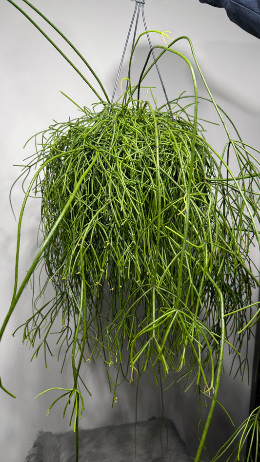 Rhipsalis Baccifera Oasis