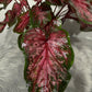 Caladium 6