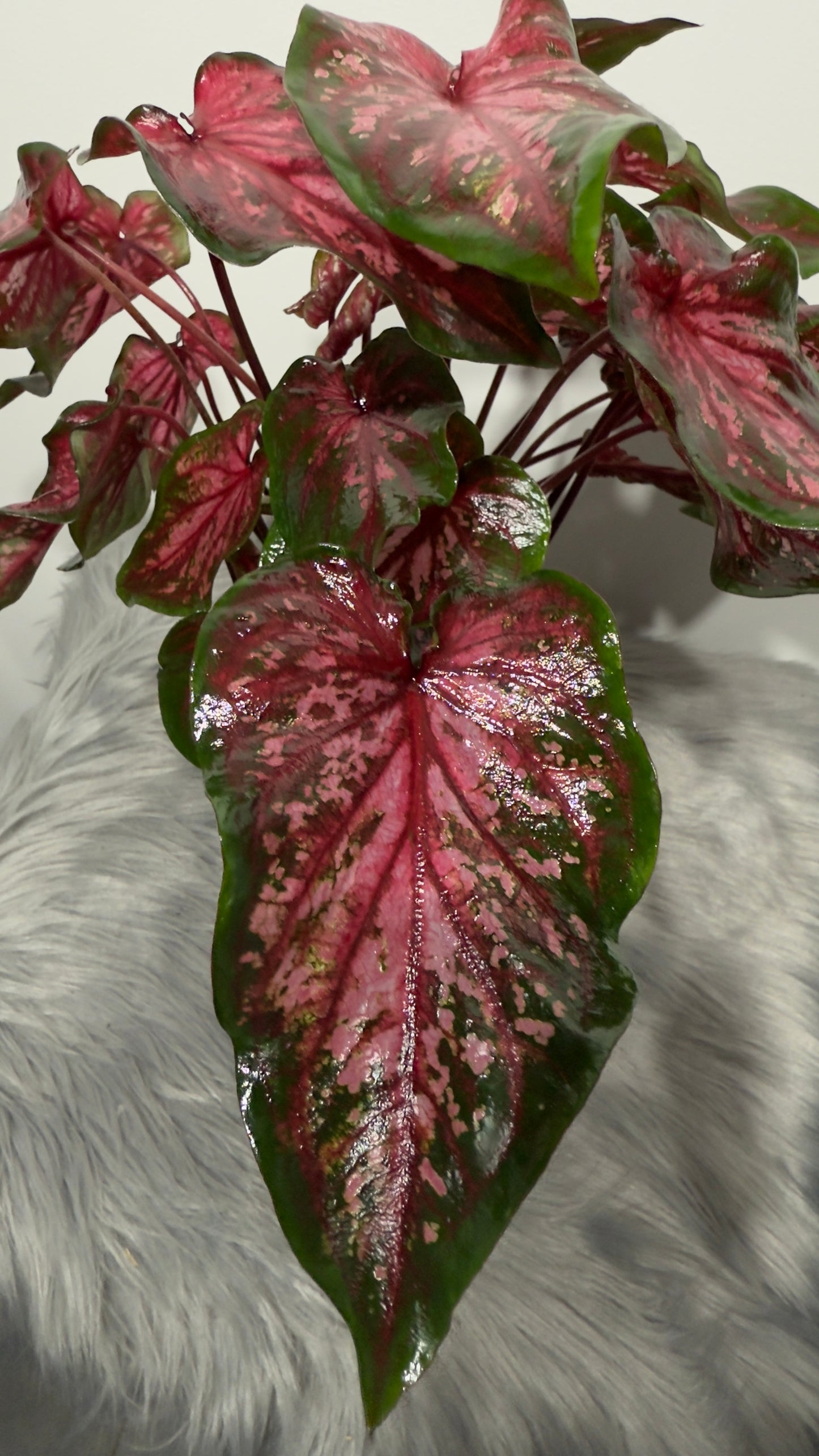 Caladium 6