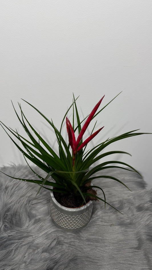 Tillandsia Mizuki