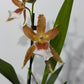 Orhideja Cambria 1 SMARŽO! - www.augi-plants.lv