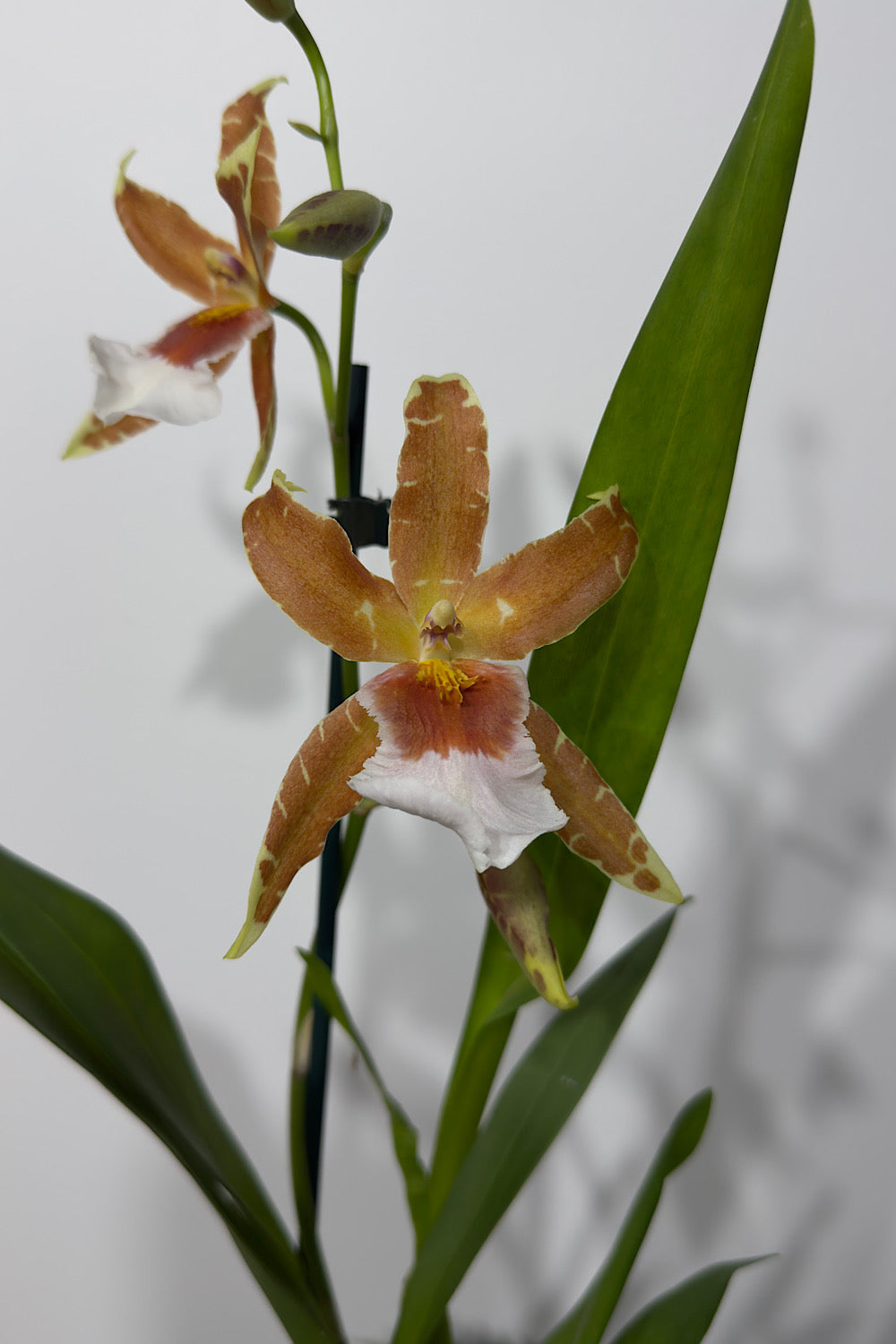 Orhideja Cambria 1 SMARŽO! - www.augi-plants.lv